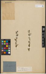Foto von Salix repens L.